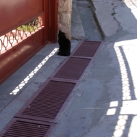 Черным котам вход запрещен!