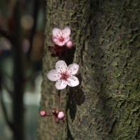 Будем жить!