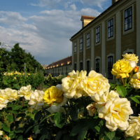 Венские кустарники роз
