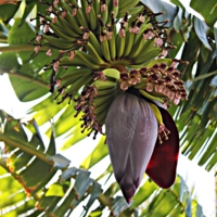 Цветок банановый