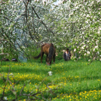 Лошадь в яблонях.