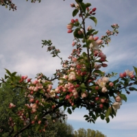 цветут "райские яблочки"...