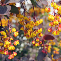 Недотрога-барбарис