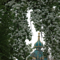 Цветение каштанов в Киеве