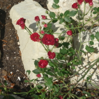 Куст розы