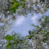 Небо в цветочек