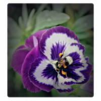 и выпил Шмелёв из Анюты все соки