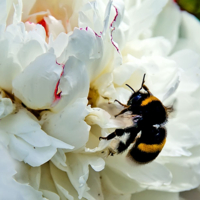 Удачно припионился