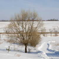 Зимний пейзаж с деревом