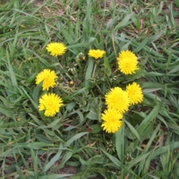 Одуванчики