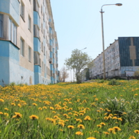 Одуванчики в городе