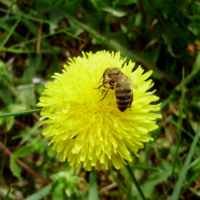 источник нектара 