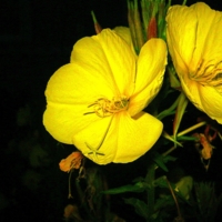 Ночные цветы