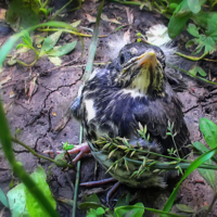 Ненароком выпал из гнезда