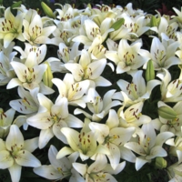 Дружная семейка