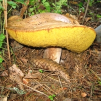 Повезло грибнику!