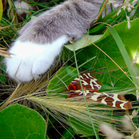 Судьбы мохнатая подножка