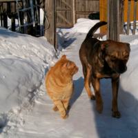 Возвращение блудного пса