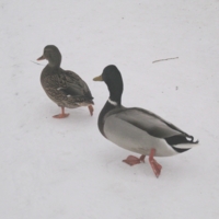 Попробуй догони!!!!