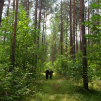 прогулка по лесу