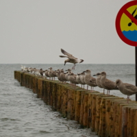 Прыжки в воду.