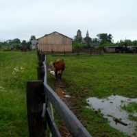 Деревня, грязь, коровы