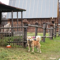 Деревенский пёс