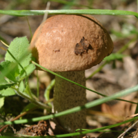 Первый гриб