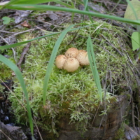 Интересные грибочки