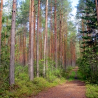 Дорога в сосновом бору.