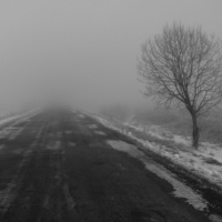 Туман, дорога, одинокое дерево