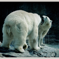 Не перечь, Потапыч! Покусаю!