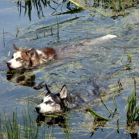 Спасаясь от жары