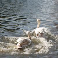 Догоню-Догоню:-)