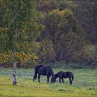 Грустный осенний дождь