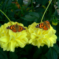 Изящнокрылый дуэт