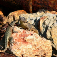 Вот и встретились...