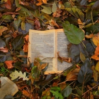 книга в листьях