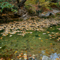 Уплывают листья по воде