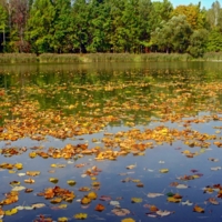 Осень проплывает листопадом.