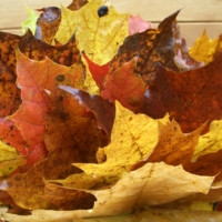 Осенний букет