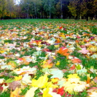 Кружатся листья по полянам