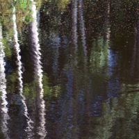 Отражение леса в озере.