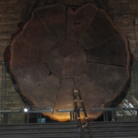 Дерево жизни.