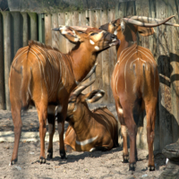 Под присмотром