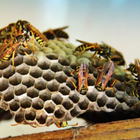 Полосатые модницы осы