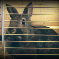 Мир в полосочку