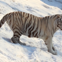 Белый тигр на снегу.