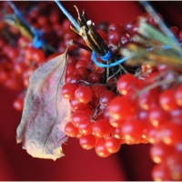 Калинов ритм