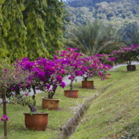 И вечная весна !